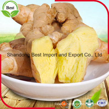 Fresh Ginger Big Qualified 150 Gram 150gr+